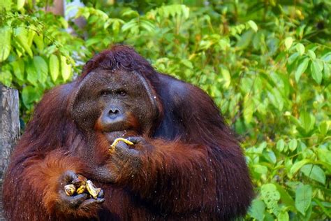 Another Challenge for Orangutan Conservation: Food - Scientific ...