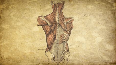 Anatomy Art Wallpapers - 4k, HD Anatomy Art Backgrounds on WallpaperBat