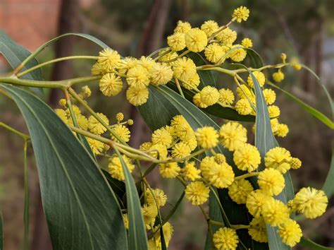 Researchers Sequence Genome of Golden Wattle | Sci.News