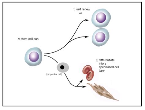 Embryonic Stem Cell Diagram