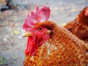 Chicken Comb Flopped Over? (My Story and Solution) - Chicken & Chicks Info