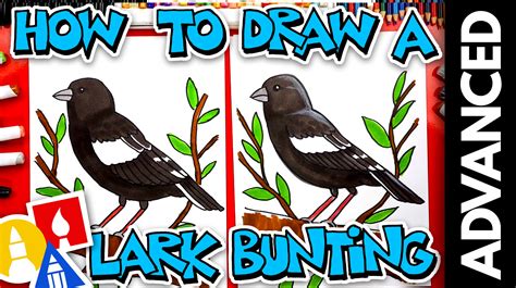 How To Draw A Lark Bunting - Advanced - Art For Kids Hub