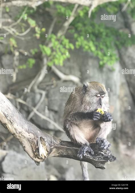 Thailand. Monkey island Stock Photo - Alamy