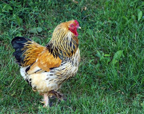 Banty Rooster Portrait stock image. Image of fertile, eyes - 1786585