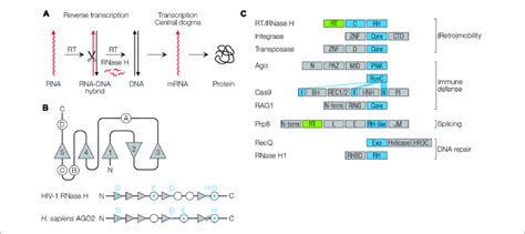 | Function and structure of RNase H-like proteins. (A) Reverse... | Download Scientific Diagram