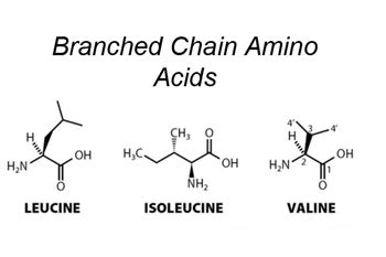 Best BCAA Supplement - Top BCAA Supplements