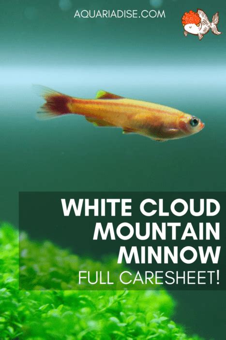 Caresheet: White Cloud Mountain Minnow | Tanichthys albonubes | Aquariadise