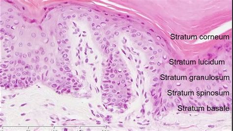 Histology of the Skin - YouTube