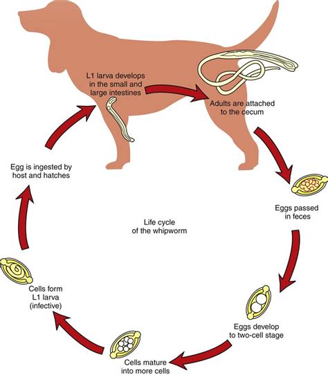 Whipworm Life Cycle