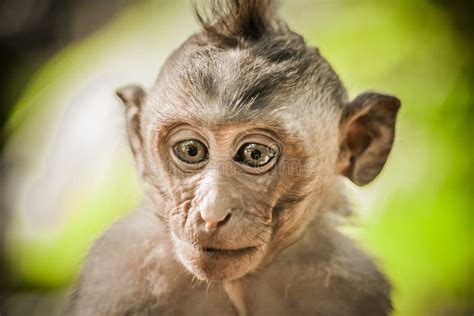 Adorable Little Baby Macaque Monkey at Sacred Monkey Forest Stock Photo - Image of looking, asia ...