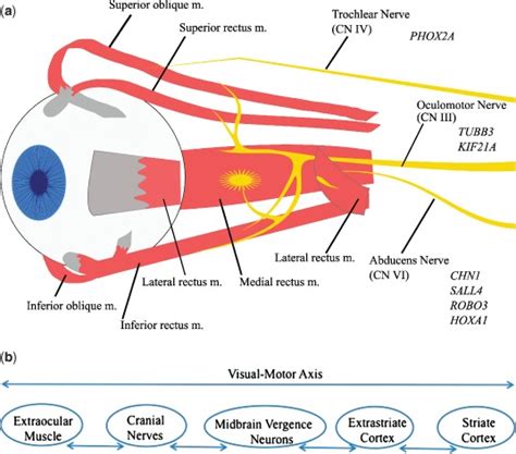 Eom Cranial Nerves