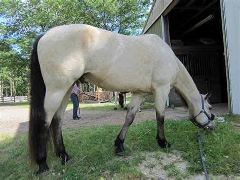 Memoirs of a Horse Girl: Buttermilk Buckskin: More Dapples!