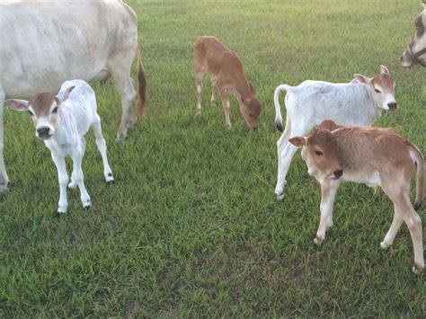 Registered Miniature Zebu For Sale - Stormy Hill Farms