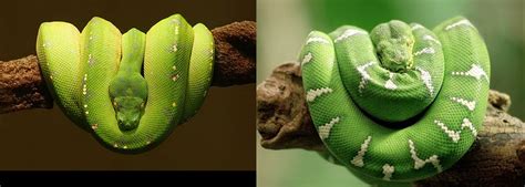 And I Think to Myself...What A Wonderful World.: Green Tree Python and ...