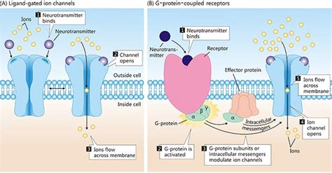 An Overview of Neurotransmitter Receptors, Transporters, and Ion ...