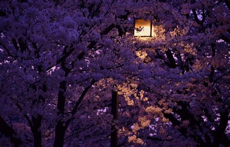 Anime Night Wallpaper Cherry Blossom Tree - Ezereal On Twitter Good ...