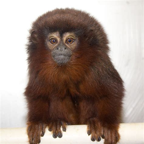 Titi monkey infant – California National Primate Research Center