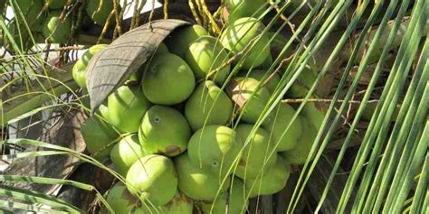 Coconut Cultivation to be Promoted in a Big Way | Indian Century