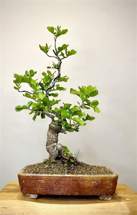 Huilboerboon (Schotia brachypetala) - Mooi River Bonsai