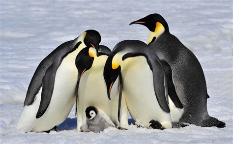 Emperor Penguin (Aptenodytes forsteri) | about animals