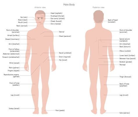 Human Anatomy — Male Body This sample represents the interior and exterior views of the #male # ...