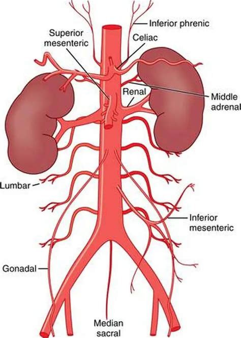 Aorta Abdominal Anatomia