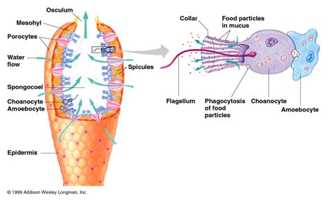 ONU Invertebrate Zoology: Lecture Metazoan life cycles Phylum Porifera