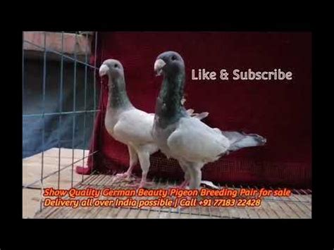 Show Quality German Beauty Pigeon Breeding Pair for sale - YouTube