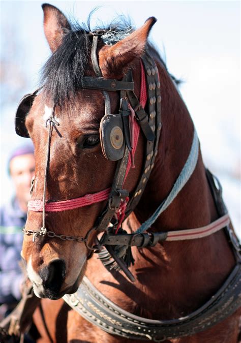 Free Images : brown, rein, stallion, mane, ride, bridle, eye, head, mare, carriage, jockey ...