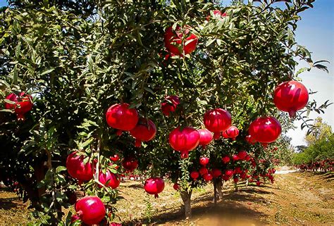 Wonderful Pomegranate For Sale | The Tree Center