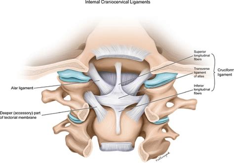 Illustration of a posterior view of the anterior craniovertebral ...