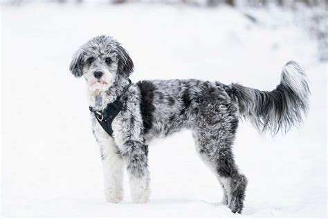 Top 7 Adorable Aussiedoodle Haircuts (With Pictures)