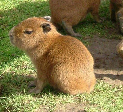 Sintético 94+ Imagen De Fondo Que Es Un Capibara Animal Mirada Tensa