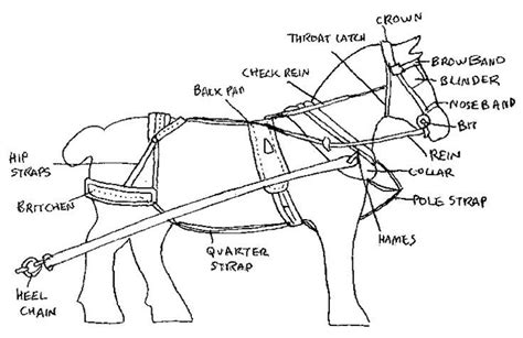 horse harness parts diagram - Yahoo Search Results | Horse harness ...