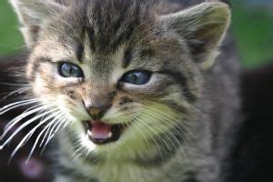 Cats for Kids: Learn about the house cat or domesticated cat