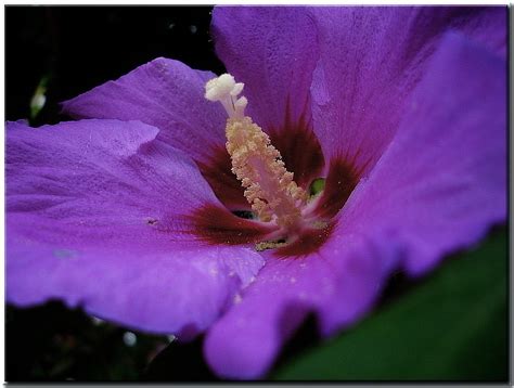 The Purple Hibiscus - Purple Hibiscus