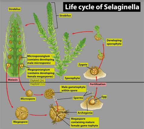 The life cycle of Selaginella\/ fern is(a)Diplontic(b)Haplo-diplontic(c)Haplontic(d)Diplo-haplontic