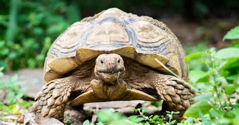 How to Set Up an Outdoor Tortoise Enclosure - All Turtles