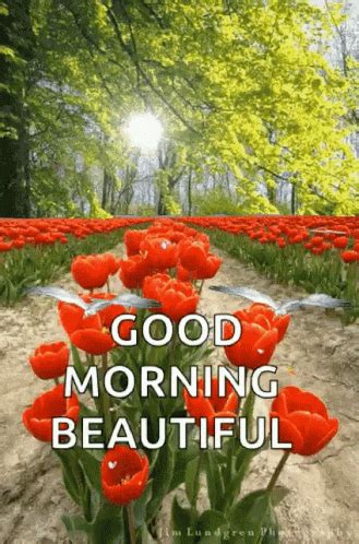 Good Morning Beautiful Flowers GIF - GoodMorningBeautiful Flowers ...