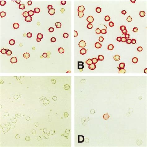 Staining of total fetal liver by a fetal NRBC specific phage antibody.... | Download Scientific ...