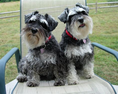 Fuzzy Schnauzers...we need haircuts! | Most beautiful dogs, Schnauzer ...