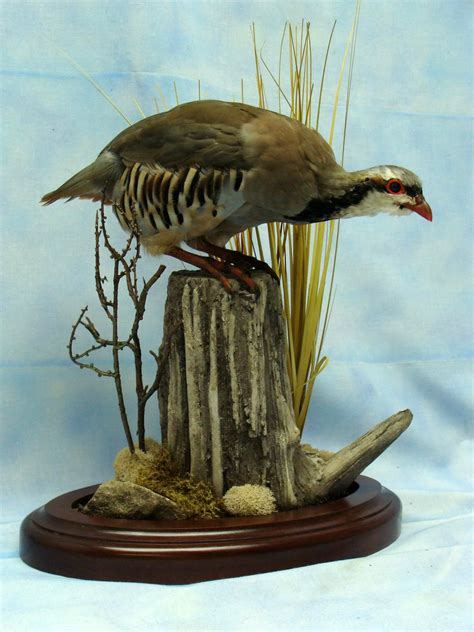 Chukar - Fur, Feathers, and Fins Taxidermy | Animals, Taxidermy, Game birds