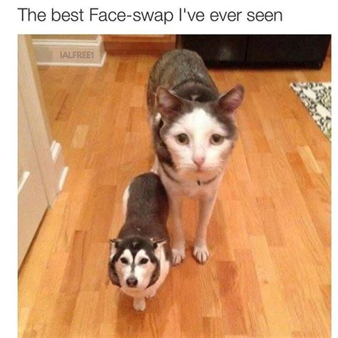 The best Face-swap I've ever seen. | Face Swap | Know Your Meme