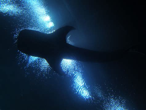whale shark silhouette | a whale shark swimming over people'… | Flickr