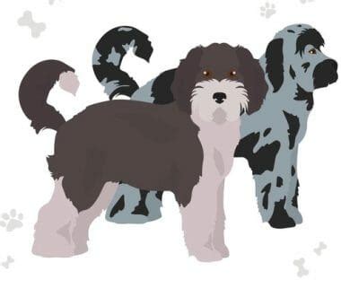 Aussiedoodle Size Chart | Growth & Weight Chart