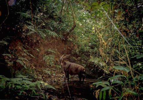 40 Fascinating Facts About the Saola (a.k.a. Asian Unicorn)