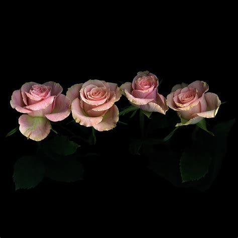 Pink Roses On Black Background Photograph by Photograph by Magda Indigo