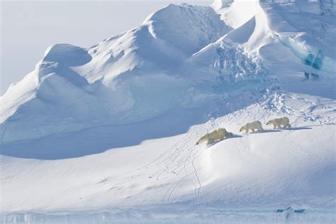 Arctic Wildlife Behaviour: Photographing Wild Personalities