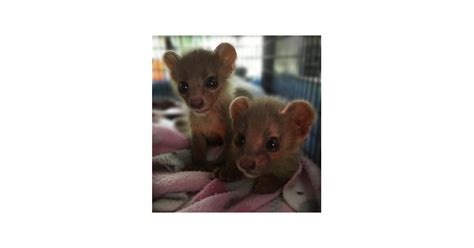 Vulnerable Species of Eupleridae (Fossa) Born at Catoctin Wildlife ...