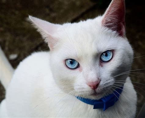 Blue Eyes White Fur Cat